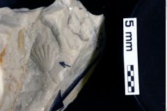 Foto (Detailansicht) von Nodoprosopon ornatum (Meyer, 1842) (NHMW-GEO-1990-0041-0063)